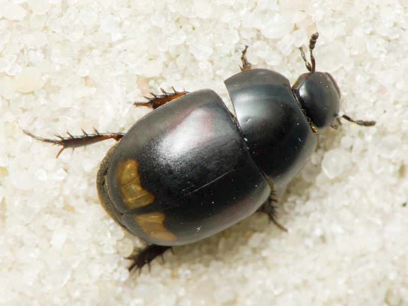 Hydrophilidae LatreiIle, 1802